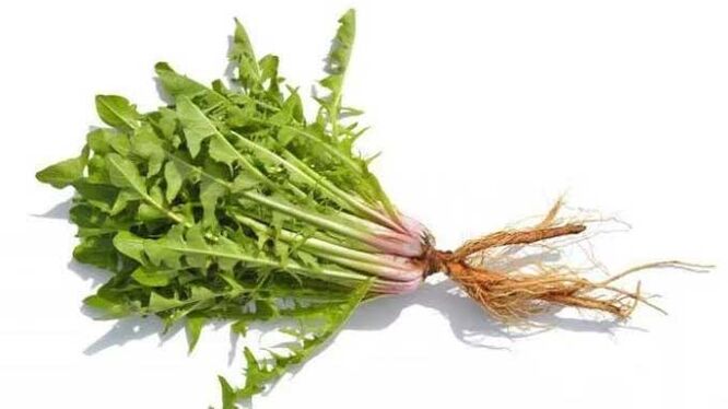 Korzeń mniszka lekarskiego w NEOflorax